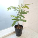 観葉植物/エバーフレッシュ 4号ポット
