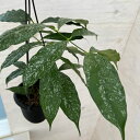観葉植物/ホヤ:キスティアンサ スプラッシュ 4号吊り鉢