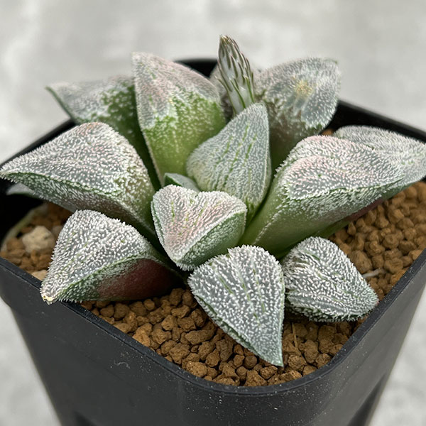 観葉植物/ハオルチア：特ケバ ピグ×白青城 ベルベット 3号鉢植え