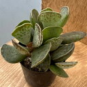 観葉植物/アドロミクス:御所錦 2号ポット