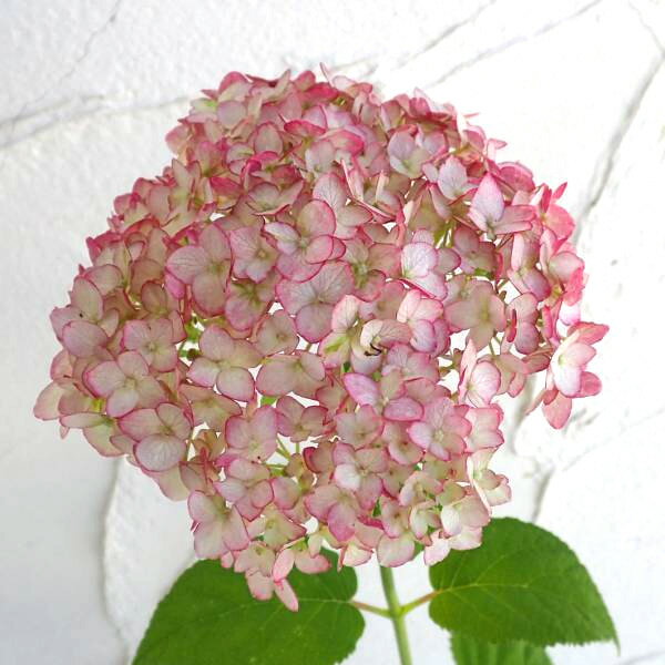 Hydrangea - 花木 庭木の苗/アジサイ（アメリカ）：ピコティシャルマン4.5号ポット