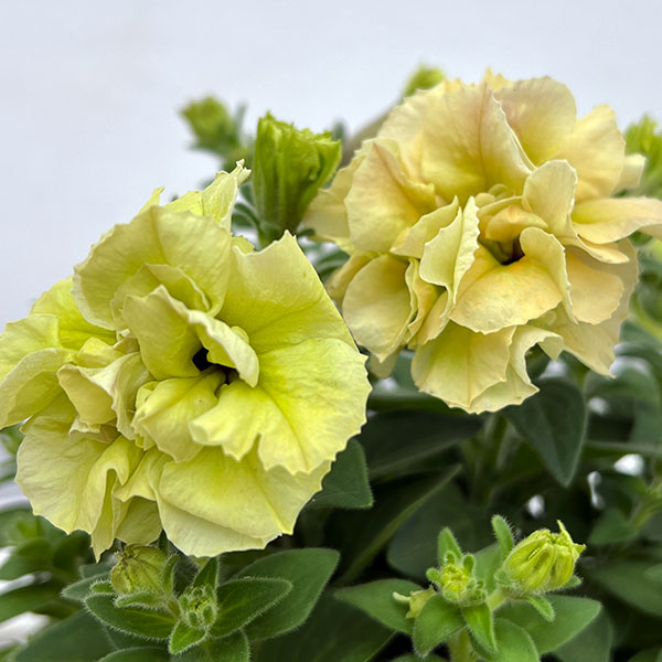 草花の苗/ペチュニア：フレル　スイートポテト3号ロングポットのサムネイル