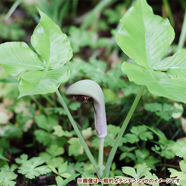 楽天市場】テンナンショウの通販