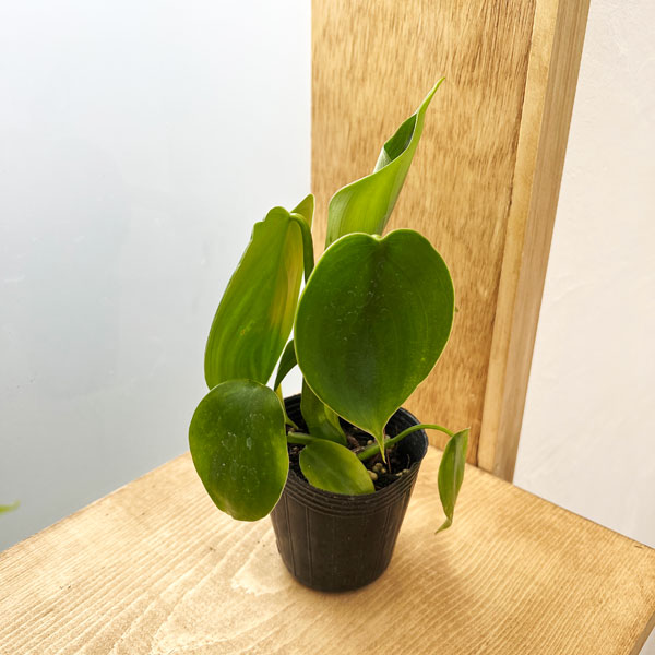 観葉植物/フィロデンドロン：ピッチェリー 2.5号ポット