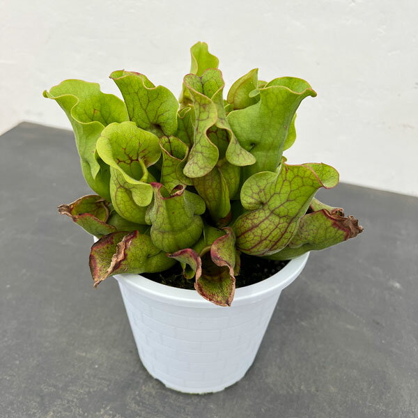 観葉植物/サラセニア：プルプレア 5号鉢植えのサムネイル
