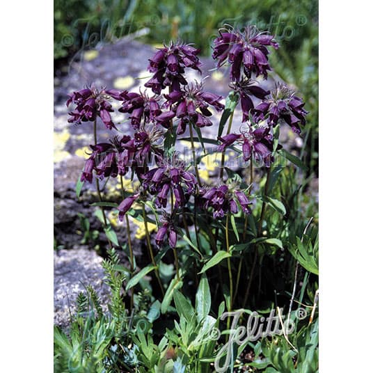 草花の苗/ペンステモン：チョコレートドロップ3-3.5号ポット