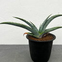 観葉植物/アロエ:スプラフォリアータ 3号鉢植え