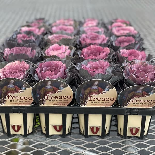 草花の苗/ハボタン：フレスコ ロマネフリル3号ポットのサムネイル