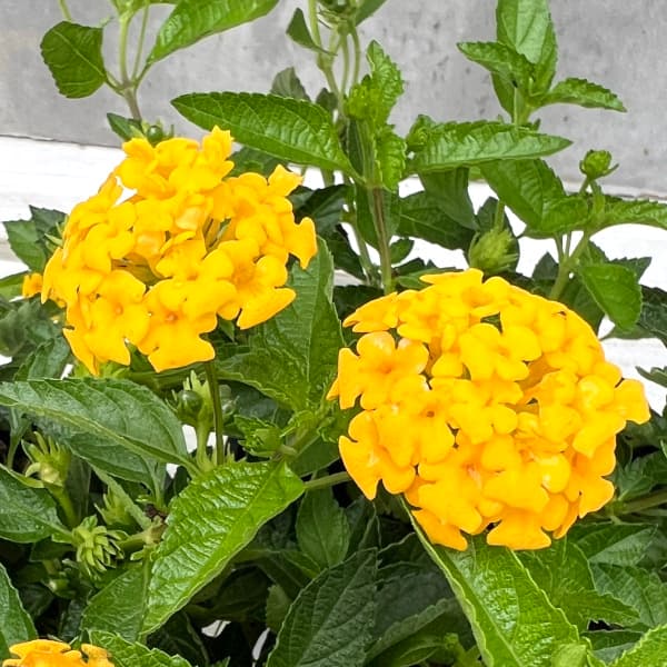 楽天市場】ランタナ（花の苗物｜苗物）：ガーデニング・農業<花