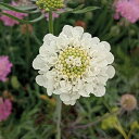 草花の苗/(わけあり特価)スカビオサ:オクロレウカ4号ポット