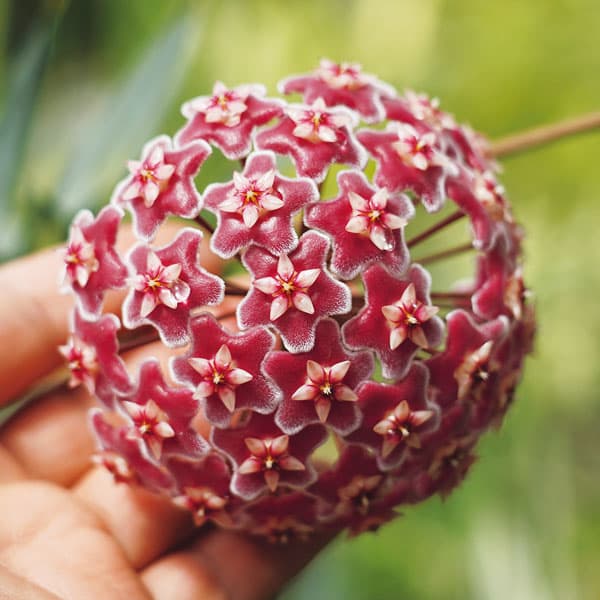 観葉植物/ホヤ：プビカリックス フレスノビューティー3号ポット苗