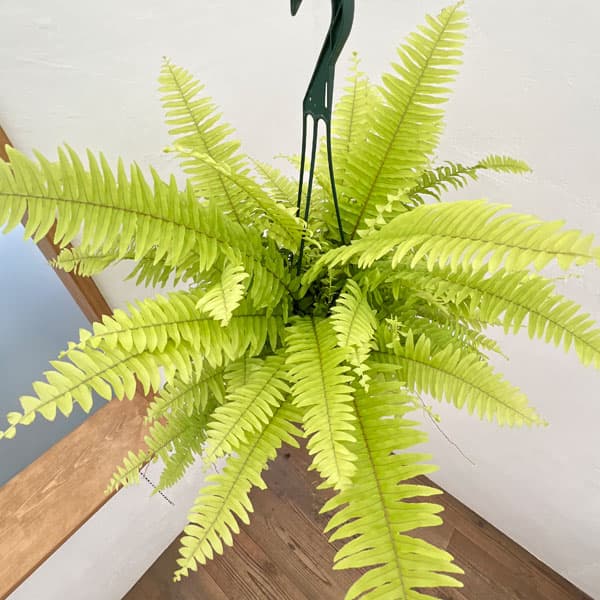 観葉植物/ネフロレピス：ブロンド 5号吊り鉢