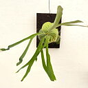 観葉植物/ビカクシダ(コウモリラン):ダウボーイ 板付け23-02