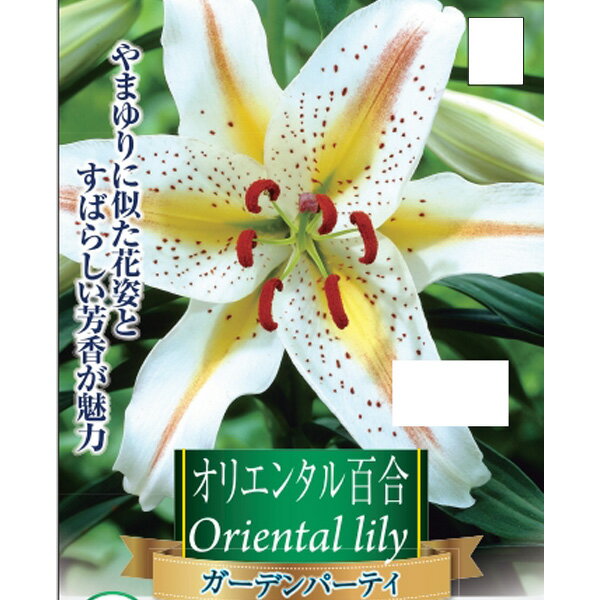 球根/ユリ：オリエンタルリリー（改良山百合）ガーデンパーティ1球入り