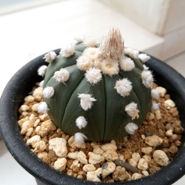 観葉植物/アストロフィツム：オオイボルリカブト（大疣瑠璃兜）3号