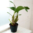 観葉植物/デンドロビウム:マクロフィラム 4.5号