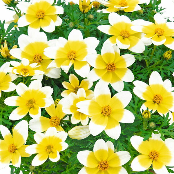 草花の苗/ビデンス：キャンプファイヤー・レモンシロップ3号ポット