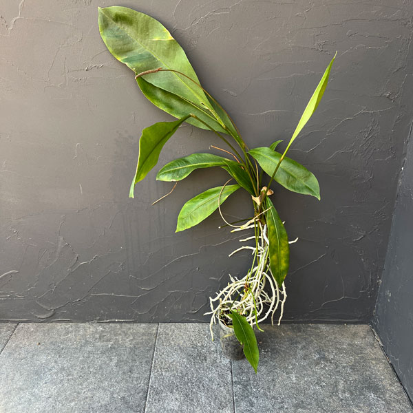 楽天市場】アンスリウム（サイズ（植木鉢）～ 3号）の通販