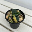 観葉植物/ガステリア:臥牛錦(がぎゅうにしき)3号23-07