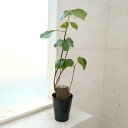 観葉植物/プセウドボンバックス:エリプチクム 5号鉢植え23-07