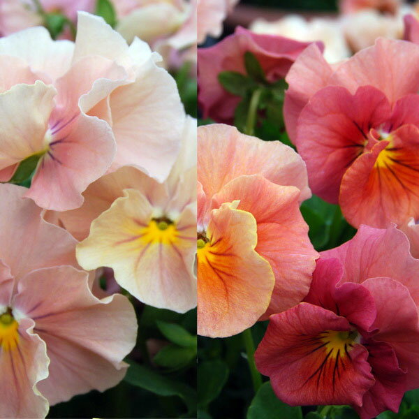 草花の苗/うえたコレクションビオラ：サンピラー3.5号ポットのサムネイル