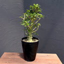 観葉植物/ドルステニア:ギガス(実生苗) 5号23-04