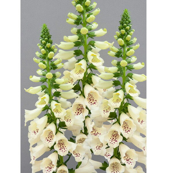 草花の苗/ジギタリス：ドッティクリーム3-3.5号ポット