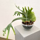 観葉植物/ビカクシダ(コウモリラン):ウィリンキーバリー(スポア株) 6号吊り鉢23-01
