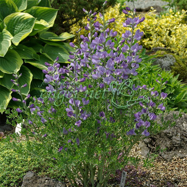 草花の苗/バプティシア：オーストラリス：ミノール（マイナー）3号ポット