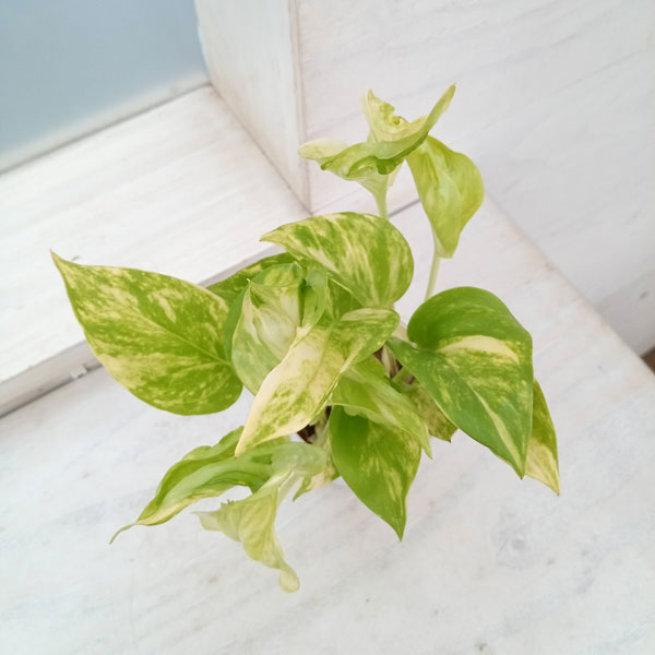 楽天市場】ポトス テルノ(花・観葉植物|花・ガーデン・DIY)の通販 楽天市場】ポトス テルノ(花・観葉植物|花・ガーデン・DIY)の通販