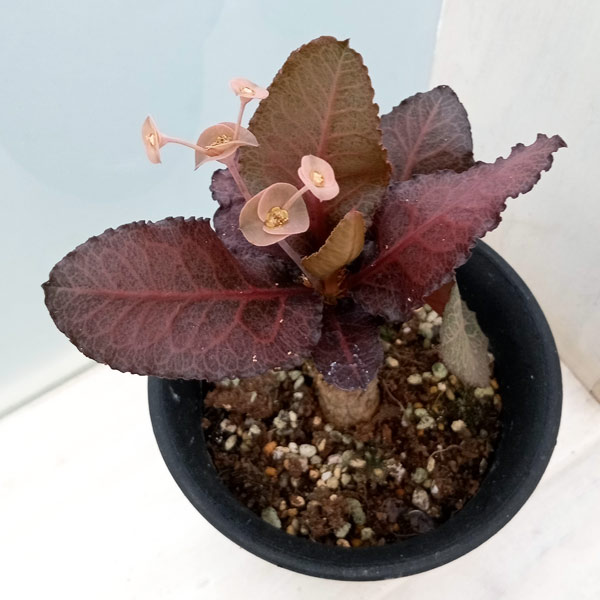 Rakuten - 観葉植物/ユーフォルビア：フランコイシー 3.5号鉢植え23-01