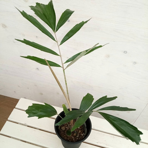 ヤシ 観葉植物/クロツグ（耐寒ヤシ）6号鉢植え