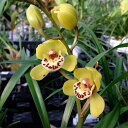 観葉植物/(わけあり特価)ワラン(和蘭):小虎(花芽付) 4号鉢植え