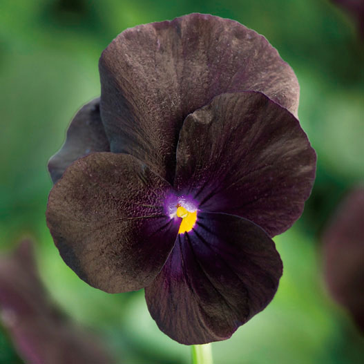 草花の苗/ビオラ：ペニー ブラック3-3.5号ポット 3株セット