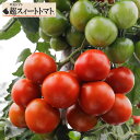 野菜の苗/トマト(中玉):超スィートトマト接木苗3.5号ポット 6株セット