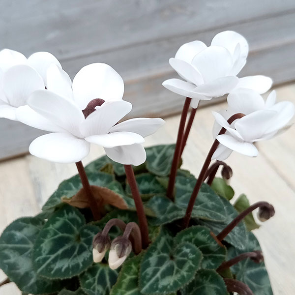 草花の苗/シクラメン：フェアリーピコ・ホワイト3号ポット 6株セット