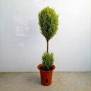 花木 庭木の苗/ゴールドクレスト・ウィルマ2玉トピアリー6号鉢植え・高さ約80cm