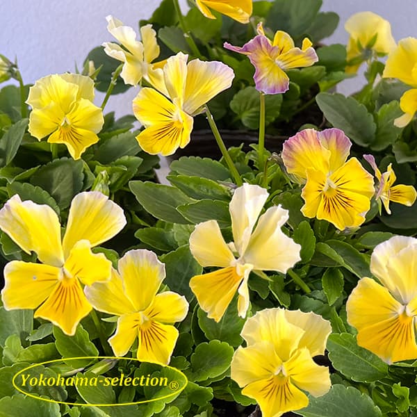 草花の苗/ビオラ：ティファニーイエロー3号ポット 3株セット