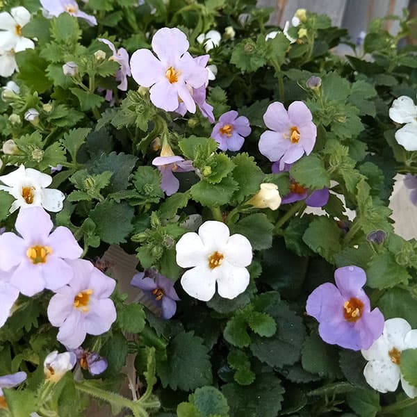 草花の苗/分割シリーズ：バコパ・スコーピア　ホワイト＆ブルー3.5号ポットのサムネイル