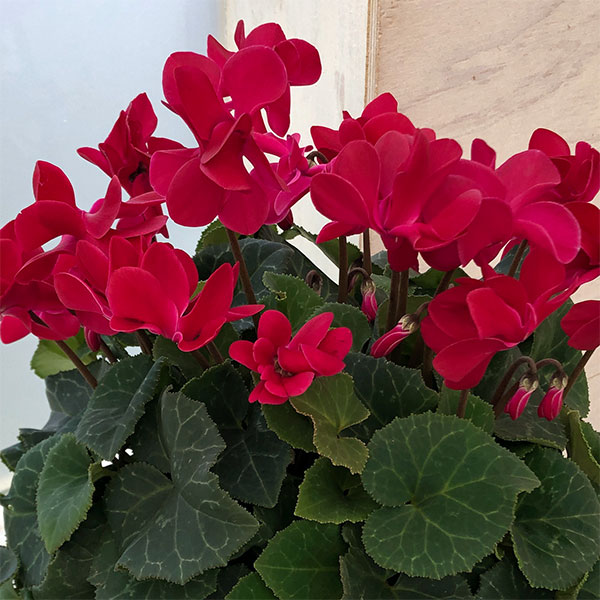 楽天市場】ウインクシクラメンの通販