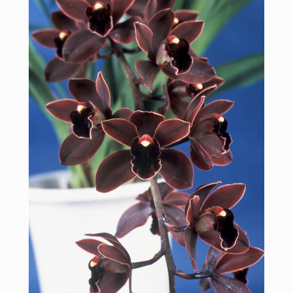 観葉植物/[ザ・ファームセレクト]シンビジウム：ブラックシャワー 4号鉢入り