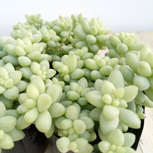 観葉植物/セダム：シンタマツヅリ　2.5号ポット 3株セットのサムネイル