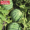 野菜の苗/スイカ：甘小丸スイカ接木苗3.5号ポット 12株セット