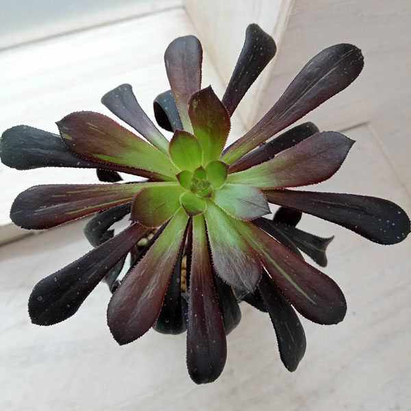 観葉植物/[ザ・ファームセレクト]アエオニウム：ビッグバン　2.5号ポットのサムネイル