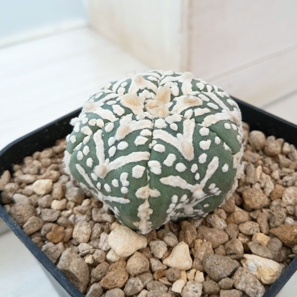 観葉植物/（わけあり特価）アストロフィツム：兜丸 Vタイプ 6cmスクエア鉢23-39