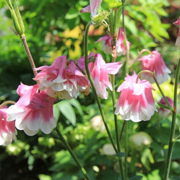 ��֤���/�����ޥ����ԥ󥯥ڥ�������3.5��ݥå� 12�����å�