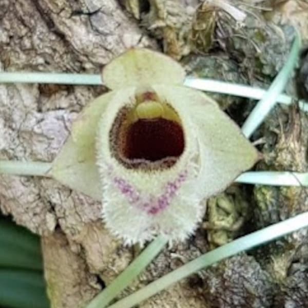 観葉植物/デンドロビウム（原種）：ヘコウエンセ 2.5号ポットのサムネイル