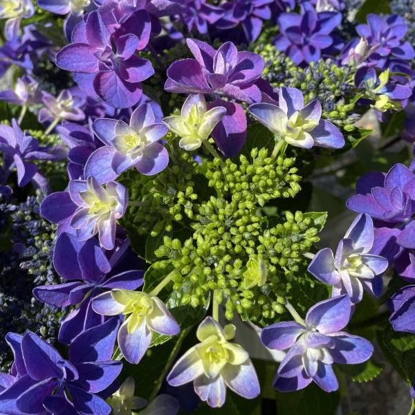 花木 庭木の苗/アジサイ：恋恋（コイコイ）3-3.5号ポット