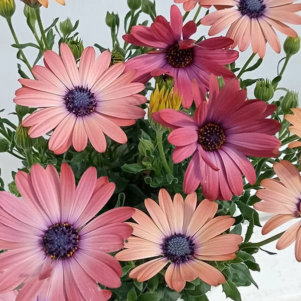 オステオスペルマム：セレニティ ローズマジック5号鉢植え