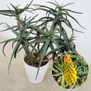 アロエ 観葉植物/アロエ：ストリアツラ 8号鉢植え